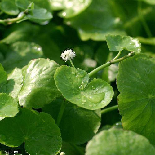 水草 アマゾンチドメグサ 水上葉 無農薬 ６本 チャーム Charm Paypayモール店 通販 Paypayモール