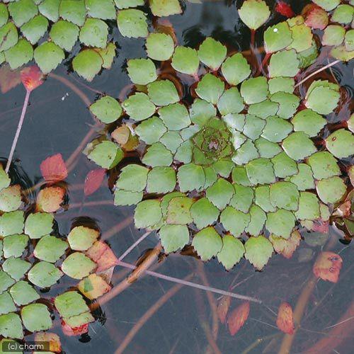 （水草）ルドウィジア　セドイデス（ウォーターダイヤ）（無農薬）（１株） | チャーム（ペット） | 02