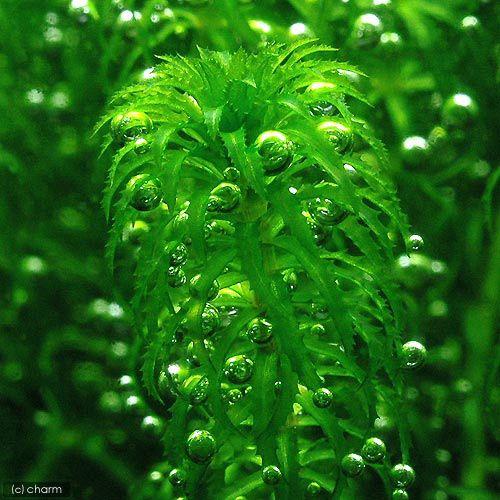 超熱 水草 グレートモス 水中葉 無農薬 ５本