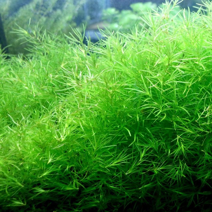 水草 国際ブランド ナヤス １パック 無農薬