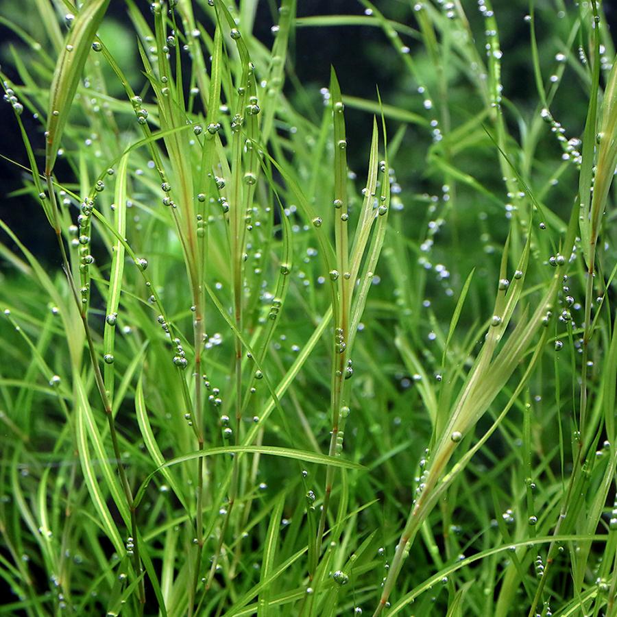 チャーム（charm） （水草）ポタモゲトン ガイー（水中葉）（無農薬
