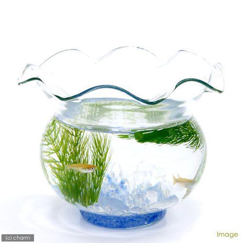 （水草）国産　無農薬マツモ（５本）メダカ　金魚　水質浄化　産卵床 | チャーム（ペット） | 02