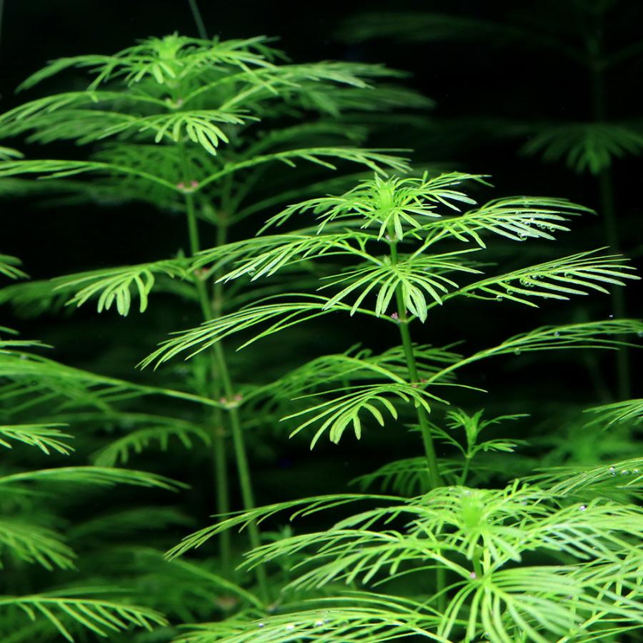 チャーム（charm） （水草）ミリオフィラム マトグロッセンセ（水中葉