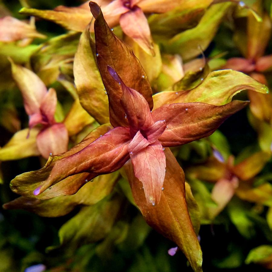 チャーム（charm） （水草）ロタラ マクランドラ（水中葉）（無農薬