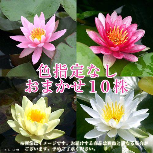 （ビオトープ）睡蓮　温帯性睡蓮（スイレン）　色指定なし（１０ポット）（Yahoo!・チャーム charm ヤフー店）