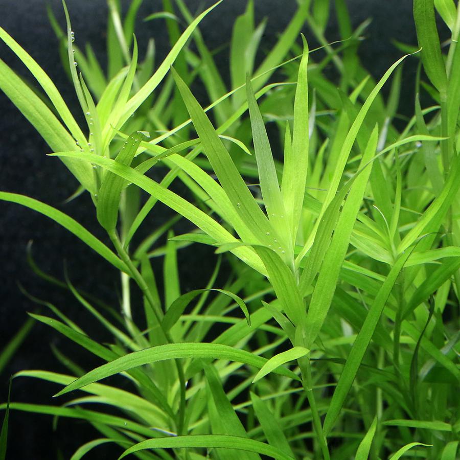 チャーム（charm） （水草）ヘテランテラ（水中葉）（無農薬）（10本