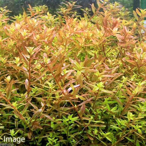 水草　水中葉　無農薬　トリミング　有茎草 楽天市場】（水草）グリーンロタラ（水中葉）（無農薬）（5本