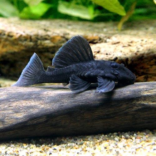 チャーム（charm） （熱帯魚）ブルーフィンパナクエ（ワイルド）（1匹