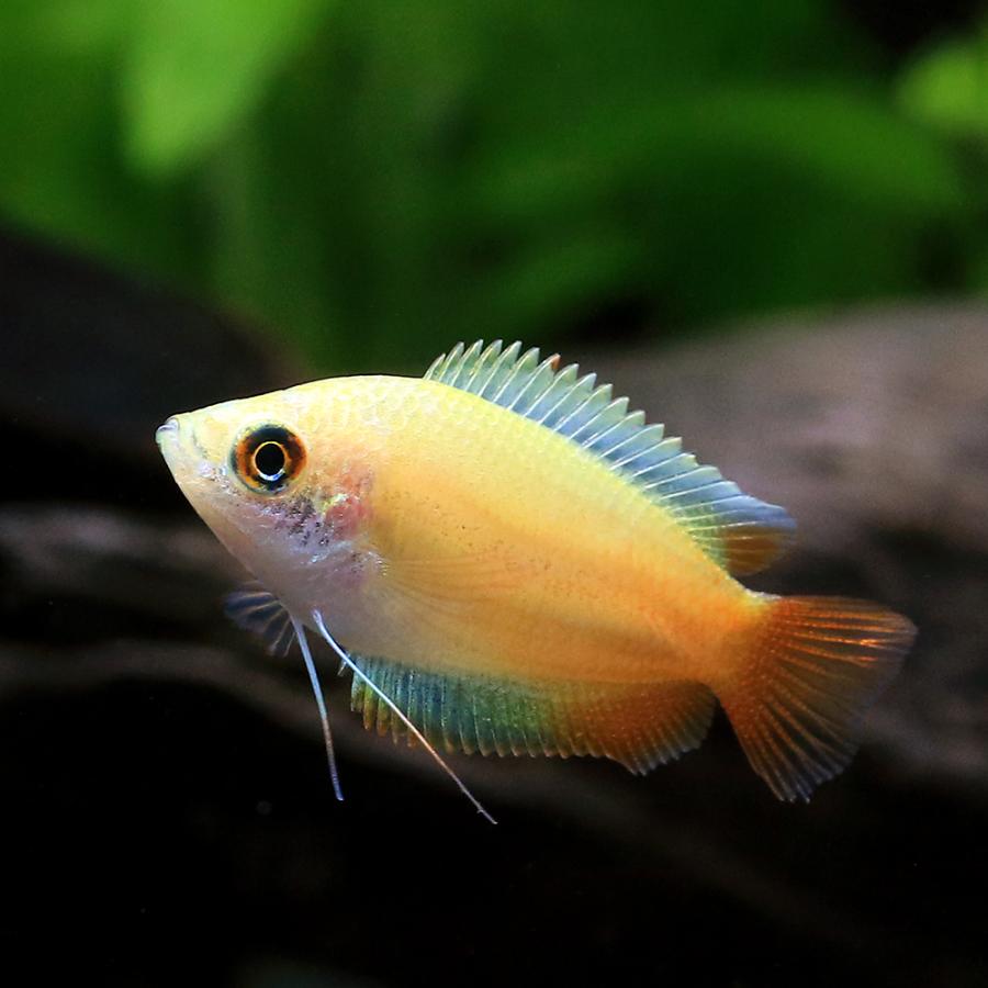 熱帯魚 ゴールデンハニーレッド ドワーフグラミー ３匹 北海道 九州 沖縄航空便要保温1 280円 国内外の人気