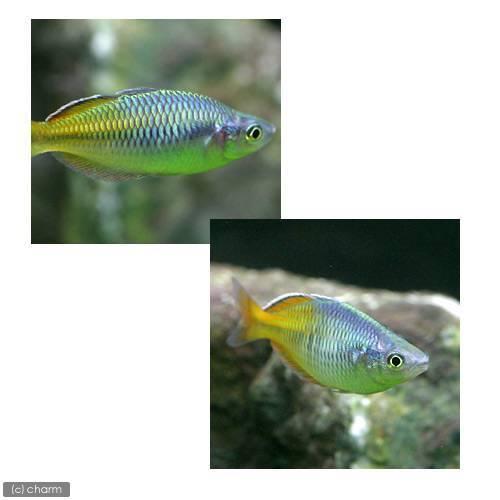 予約 熱帯魚 ハーフオレンジ レインボー ３匹 北海道航空便要保温1 910円 Aynaelda Com