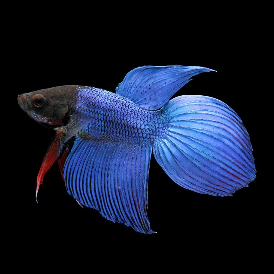 チャーム（charm） （熱帯魚）ベタ・トラディショナル 青系（オス