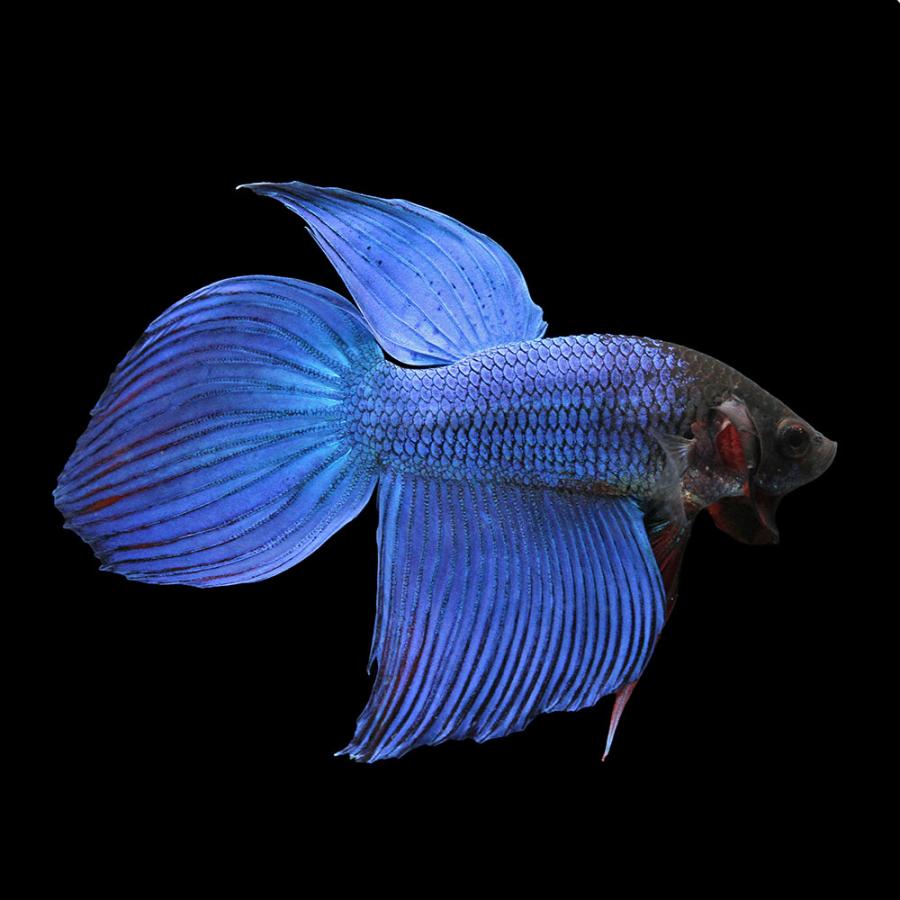 チャーム（charm） （熱帯魚）ベタ・トラディショナル 青系（オス
