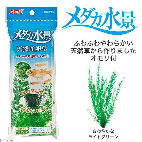 GEX（ジェックス） メダカ水景 天然産卵草 : チャーム charm ヤフー店