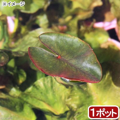 （ビオトープ）水辺植物　河骨　オグラコウホネ（巨椋河骨）（１ポット）　浮葉植物｜chanet