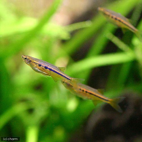 チャーム（charm） （熱帯魚）ケラ・ダディブルジョリィ（4匹