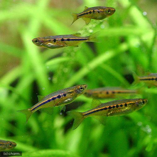 チャーム（charm） （熱帯魚）ケラ・ダディブルジョリィ（4匹
