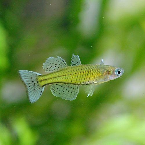 素晴らしい 熱帯魚 バタフライ レインボー ４匹 北海道 九州 沖縄航空便要保温1 1円 Aynaelda Com