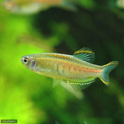 チャーム（charm） （熱帯魚）オレンジグリッター・ダニオ（4匹