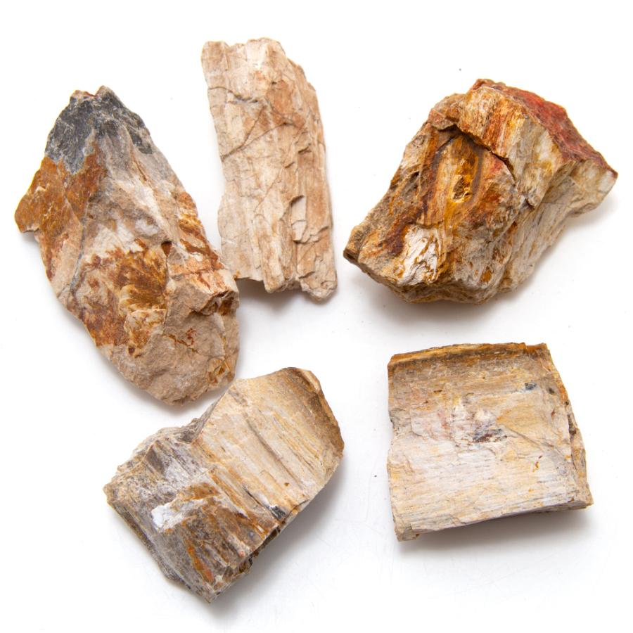 化石　E-3 隕石コレクション8 Sahara 02500｜隕石・化石コレクション｜隕石