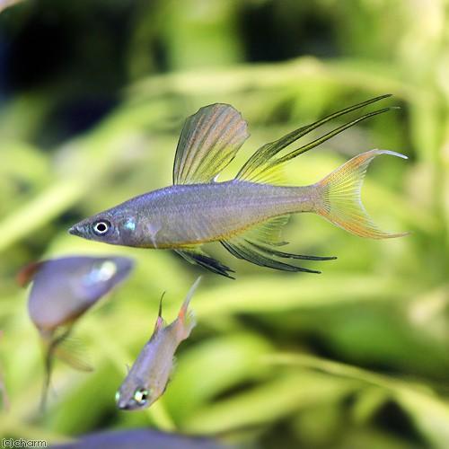 熱帯魚 ニューギニアレインボー ４匹 北海道 九州航空便要保温 チャーム Charm Paypayモール店 通販 Paypayモール