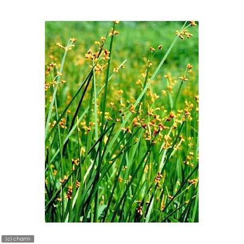 ビオトープ 水辺植物 サンカクイ １ポット 抽水植物 Belle Ile Nature Org