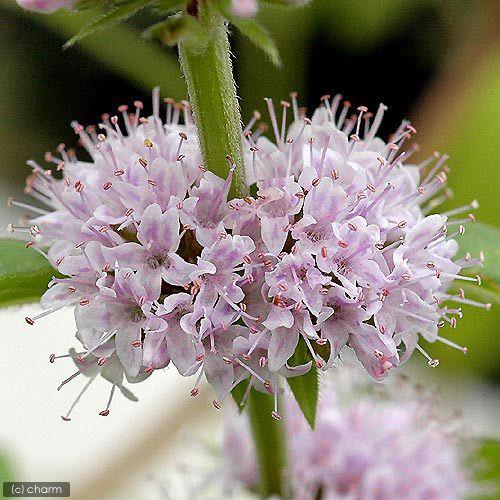 ビオトープ 水辺植物 ニホンハッカ 原種 １ポット 湿性植物 定番の人気シリーズpoint ポイント 入荷