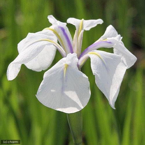 （ビオトープ）水生植物　カキツバタ　白鷺（シラサギ）白花（１ポット）（Yahoo!・チャーム charm ヤフー店）