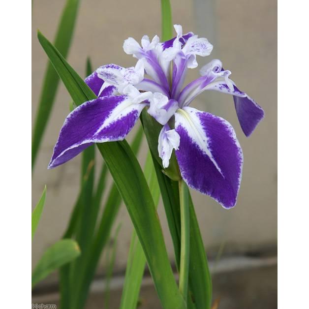 （ビオトープ）水生植物　カキツバタ　舞孔雀（マイクジャク）紫地白覆輪弁元白（１ポット）（休眠状態） | チャーム（ペット） | 01