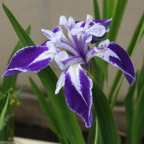 （ビオトープ）水生植物　カキツバタ　舞孔雀（マイクジャク）紫地白覆輪弁元白（１ポット）（休眠状態） | チャーム（ペット） | 02