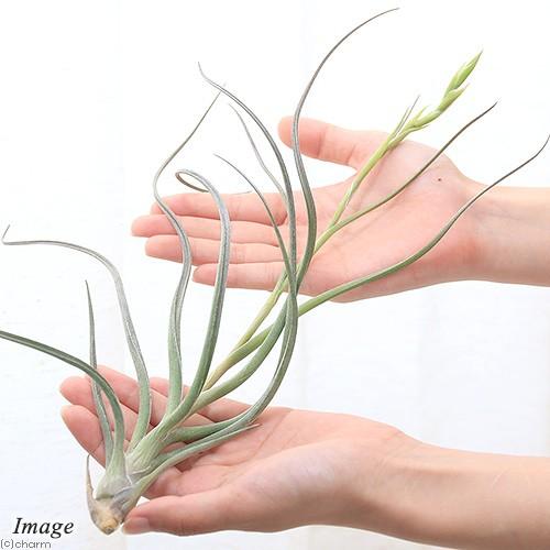 651円 21新作モデル 観葉植物 エアープランツ ティランジア ベイレイ １株