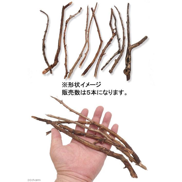 形状お任せ スティック流木 ｓｓサイズ ５本入り 約２０ ２５ｃｍ 流木 レイアウト チャーム Charm Paypayモール店 通販 Paypayモール