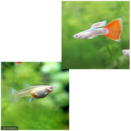 チャーム（charm） （熱帯魚）RREA・アクアマリンレッド（パンジー 