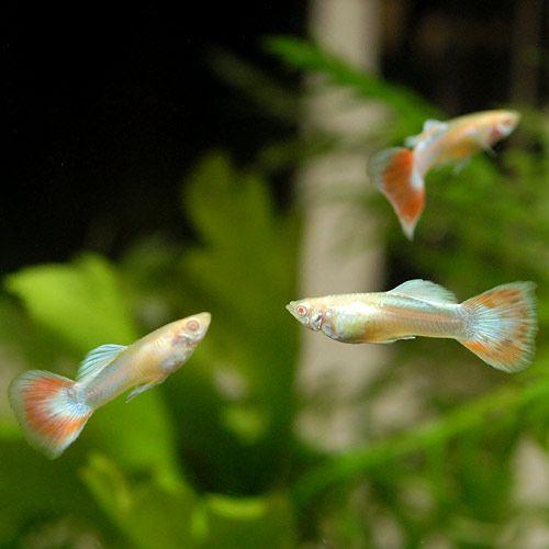 チャーム（charm） （熱帯魚）RREA・アクアマリンレッド（パンジー 