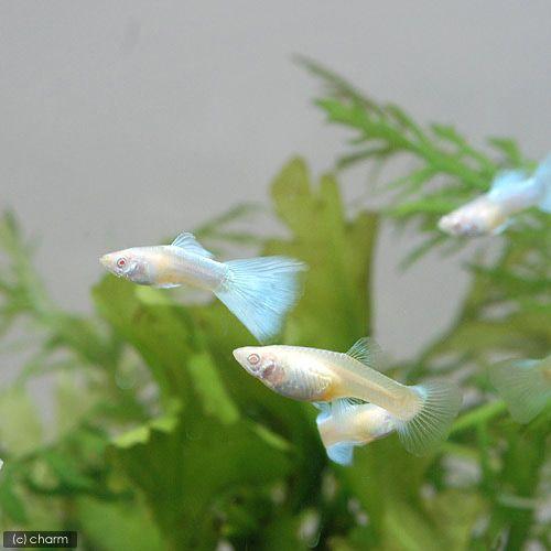 熱帯魚 ｒｒｅａ アクアマリンネオン トパーズ グッピー 国産グッピー １ペア 北海道航空便要保温 チャーム Charm Paypayモール店 通販 Paypayモール