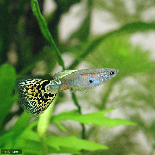 熱帯魚 イエローグラス グッピー 国産グッピー １ペア 北海道航空便要保温 Jessibradtke Com