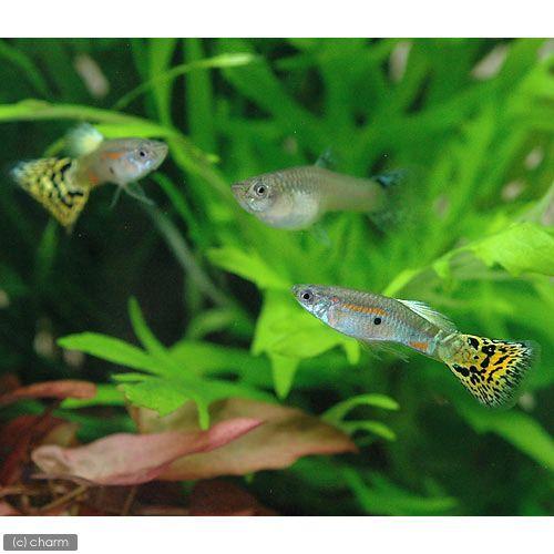 チャーム（charm） （熱帯魚）イエローグラス・グッピー（国産グッピー