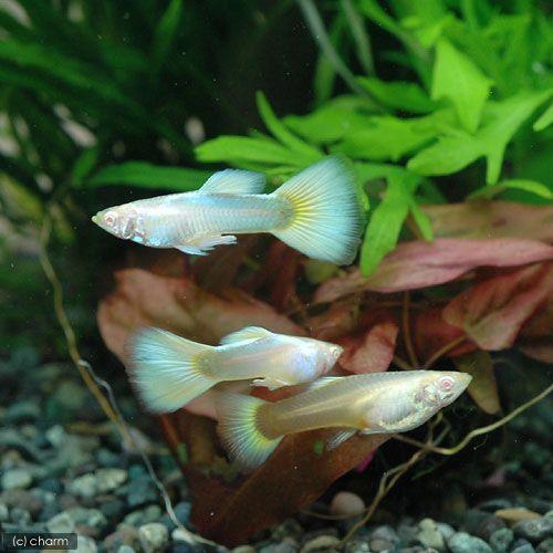 熱帯魚 ｒｒｅａ ドイツイエロータキシード グッピー 国産グッピー １ペア 北海道航空便要保温 Belle