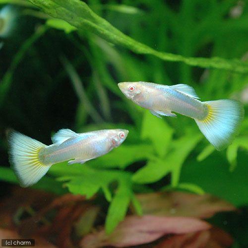 お買い得 熱帯魚 ｒｒｅａ ドイツイエロータキシード グッピー 国産グッピー １ペア 北海道航空便要保温1 970円 Aynaelda Com