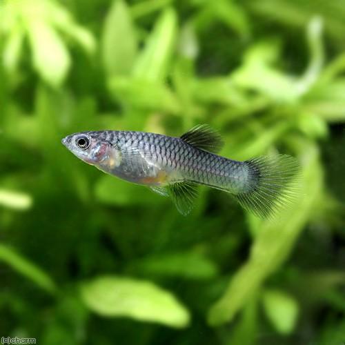 熱帯魚 モスコーパンダ グッピー １ペア 北海道航空便要保温 国産グッピー 超特価