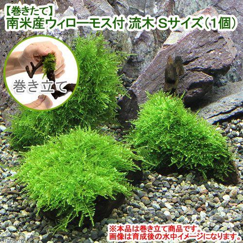 一流の品質 水草 巻きたて 南米ウィローモス付 流木 ｓｓサイズ ８ｃｍ以下 水中葉 無農薬 １本