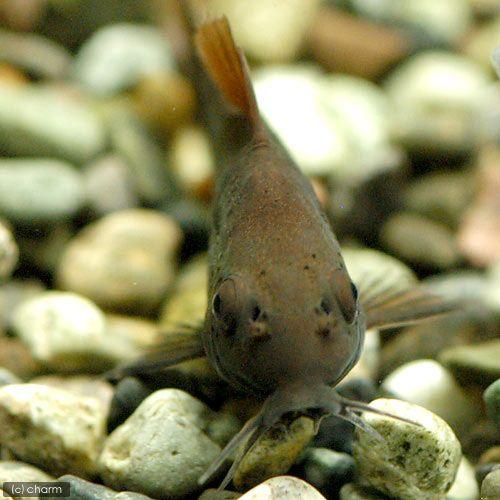 11匹】コリドラス・ベネズエラブラック 成魚サイズ 繁殖セット 熱帯魚