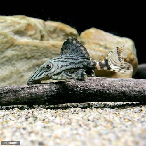 熱帯魚 グリーン ロイヤルプレコ ｓサイズ ワイルド １匹 北海道 九州 沖縄航空便要保温 チャーム Charm Paypayモール店 通販 Paypayモール