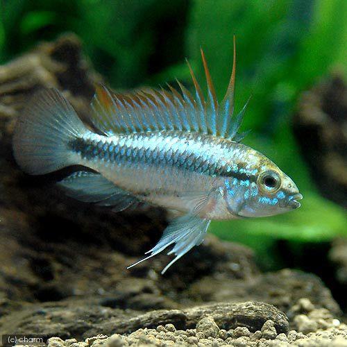 (熱帯魚)アピストグラマ・トリファスキアータ(1ペア) 北海道・九州・沖縄航空便要保温 沖縄別途送料 チャーム charm PayPayモール店 - 通販 - PayPayモール (熱帯魚)アピストグラマ・トリファスキアータ(1ペア) 北海道・九州・沖縄航空便要保温 沖縄別途送料 チャーム charm PayPayモール店 - 通販 - PayPayモール