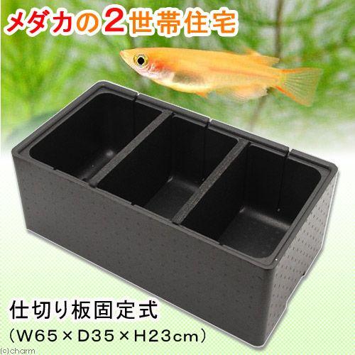 10個タライ60メダカは水槽の色で発色が変わります！！