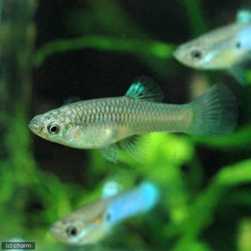 69 Off 熱帯魚 ジャパンブルー グッピー 国産グッピー １ペア 北海道 九州 沖縄航空便要保温 Wantannas Go Id