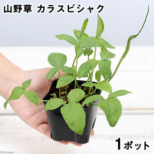 販売停止中 カラスビシャク ポット苗