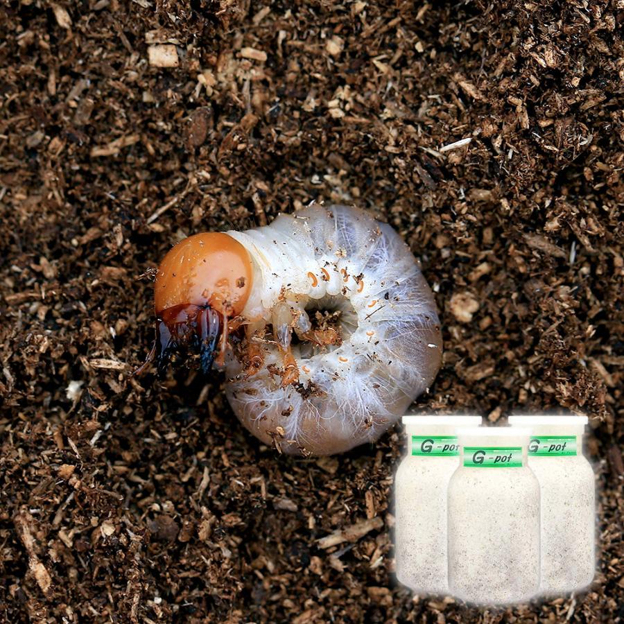 （昆虫）国産オオクワガタ幼虫（３匹）　＋　菌糸瓶　Ｇ−ｐｏｔ　８５０ｃｃ　３本　説明書付　本州四国限定（Yahoo!・チャーム charm ヤフー店）