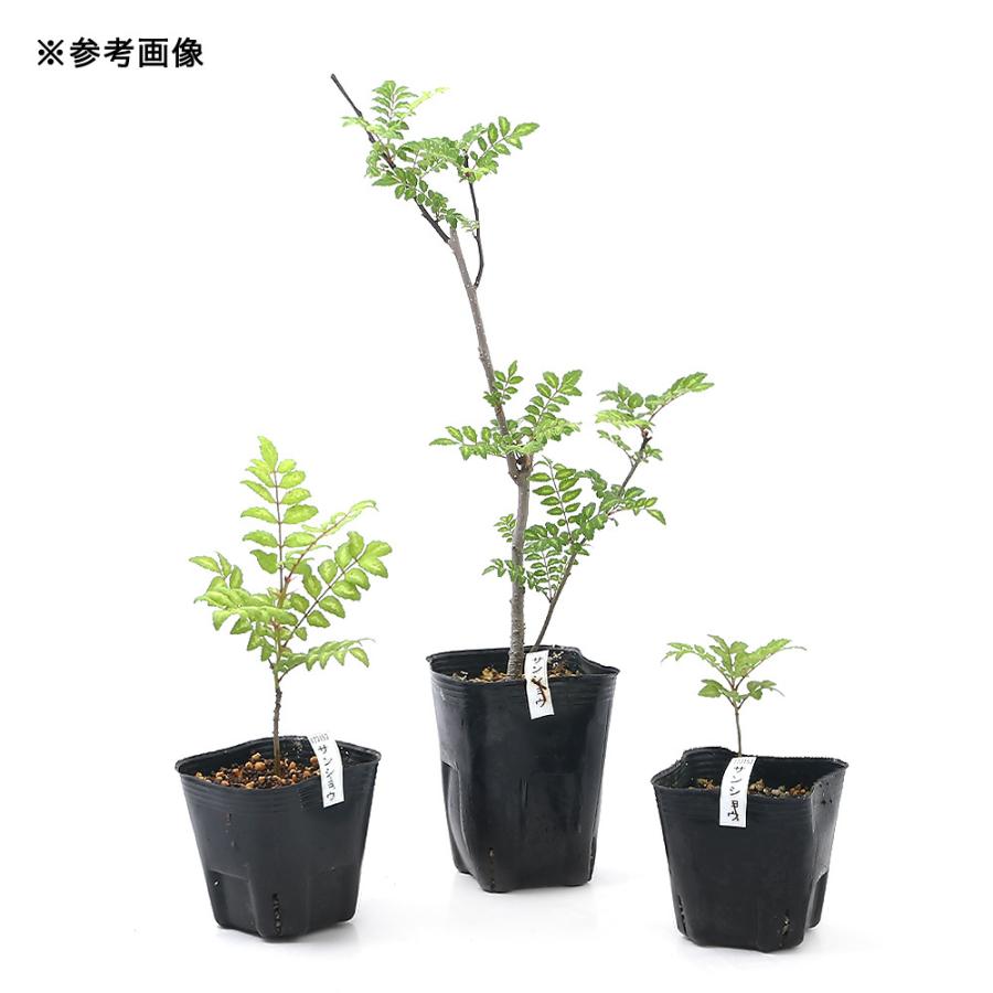 山野草 山菜 サンショウ 山椒 １ポット セール特価品 樹高１０ ３０ｃｍ 苗 ３号
