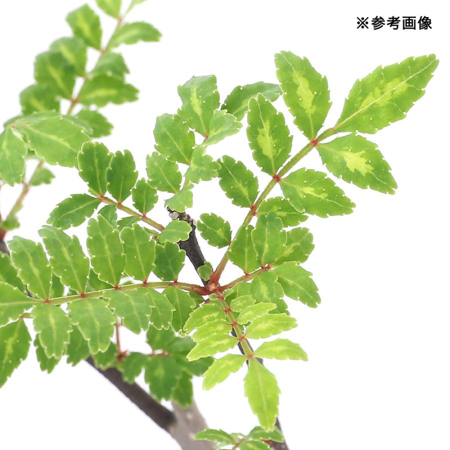 山野草 山菜 サンショウ 山椒 １ポット セール特価品 樹高１０ ３０ｃｍ 苗 ３号