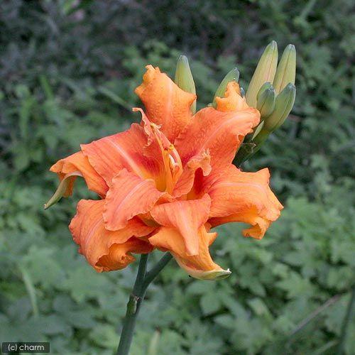 Sale 76 Off 山野草 ヤブカンゾウ 藪萱草 ３ ５号 １ポット Riosmauricio Com